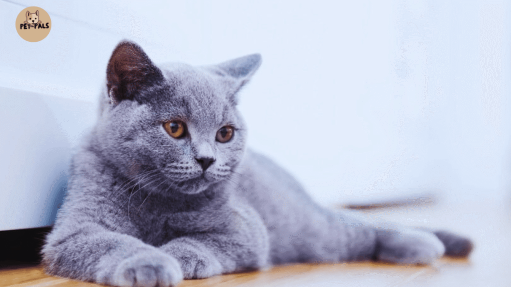 British Shorthair Cat: History, Traits, and Why They're So Loved