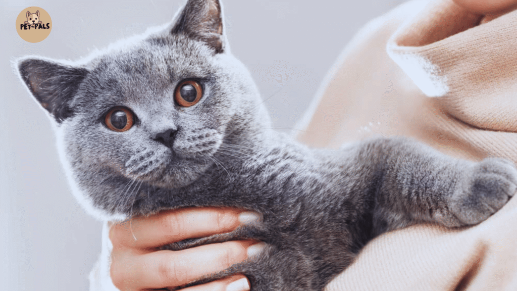 British Shorthair Cat Care