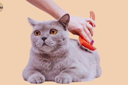 British Shorthair Cat Care Grooming, Diet, Exercise & Living Tips