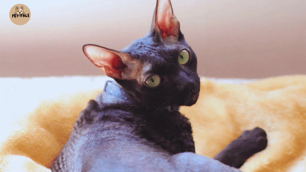 Cornish Rex cats