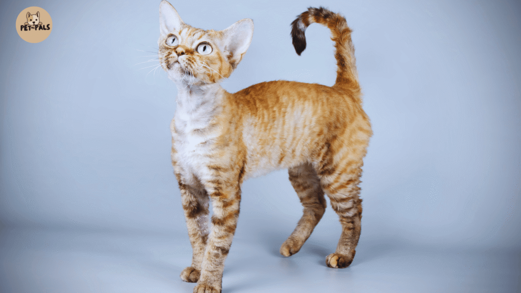 Are Devon Rex Cats Hypoallergenic? Find Out Here!