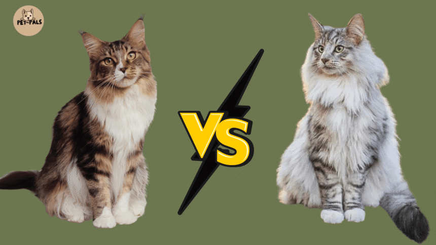 Maine Coon vs Norwegian Forest Cat: Which Reigns Supreme?