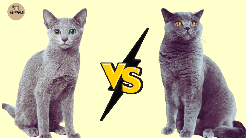 An Image that present Two Cat: Russian Blue vs British Shorthair