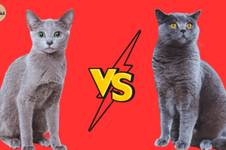 An Image that present Two Cat: Russian Blue vs British Shorthair