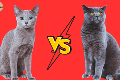 An Image that present Two Cat: Russian Blue vs British Shorthair