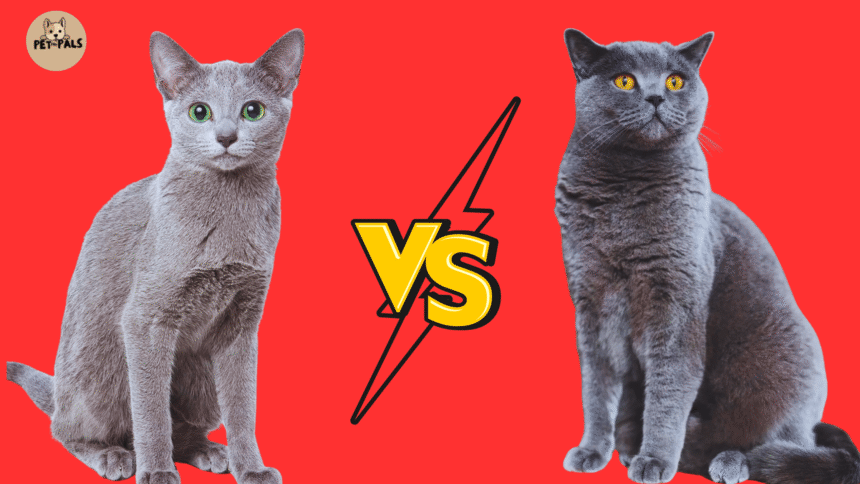 An Image that present Two Cat: Russian Blue vs British Shorthair